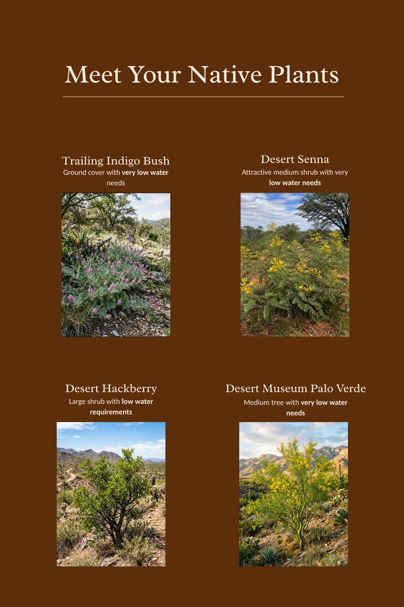 Desert California Native Plant Toolkit | Vollton | Pflanzenauswahl ...