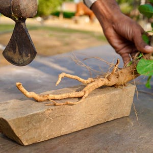 May include: A close-up shot of a brown root with green leaves being prepared for use. The root is placed on a small, rectangular stone block. A hand holds the plant, while a tool is poised above it.