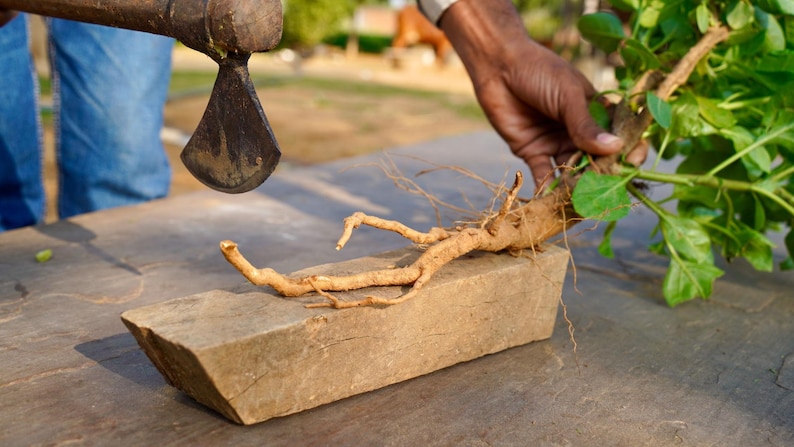 May include: A close-up shot of a brown root with green leaves being prepared for use. The root is placed on a small, rectangular stone block. A hand holds the plant, while a tool is poised above it.
