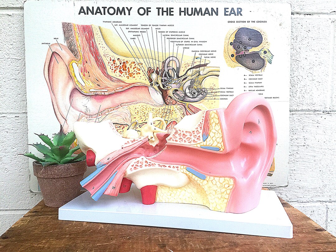ANATOMICAL MODEL Vintage C.1960's Teaching/medical Model of the Human