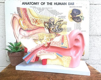 ANATOMICAL MODEL | Vintage c.1960's Teaching/Medical Model of the Human Ear | Mid-Century Audiology/Otology | 3-D Human Anatomy Sculpture