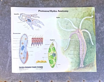 Vintage MICROBIOLOGY POSTER | c.1977 Protozoa/Hydra Anatomy | Microbiology Anatomical Classroom Poster | Carolina Biological Supply Company