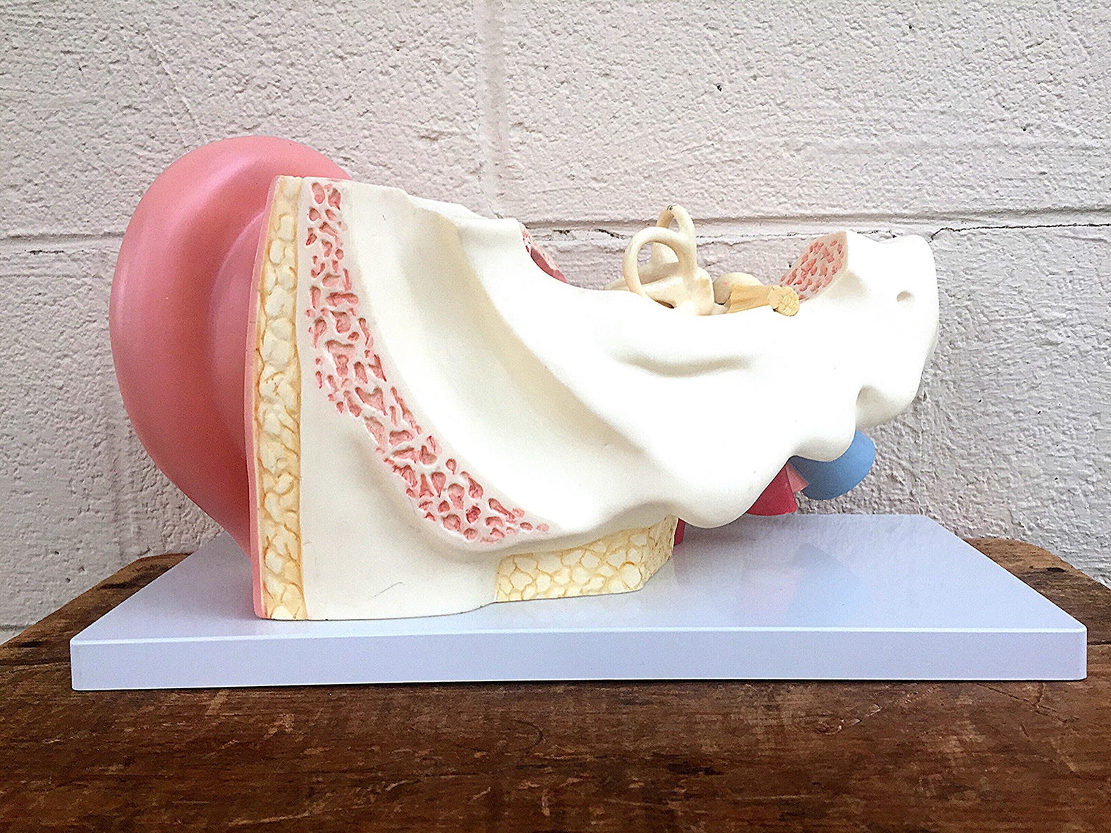 ANATOMICAL MODEL Vintage C.1960's Teaching/medical Model of the Human