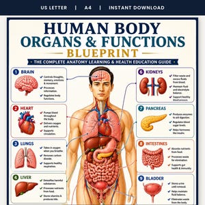 Human Body Organs & Functions Poster, Printable Anatomy Chart, Biology Study Guide, Homeschool Science Wall Art, Classroom, A4 A5 US Letter