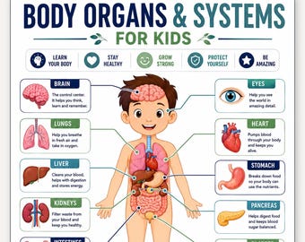 Organen en systemen van het menselijk lichaam voor kinderen, educatieve poster over de menselijke anatomie, leskaart voor natuurwetenschappen in de thuisschool, printbaar PDF-bestand.