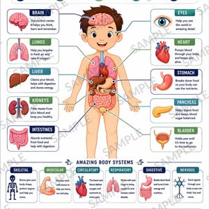 Puede incluir: Un póster educativo titulado BODY ORGANS & SYSTEMS FOR KIDS con una ilustración central de un niño rodeada de diagramas etiquetados del cerebro, pulmones, corazón, hígado, estómago, riñones, páncreas, intestinos y vejiga con texto.