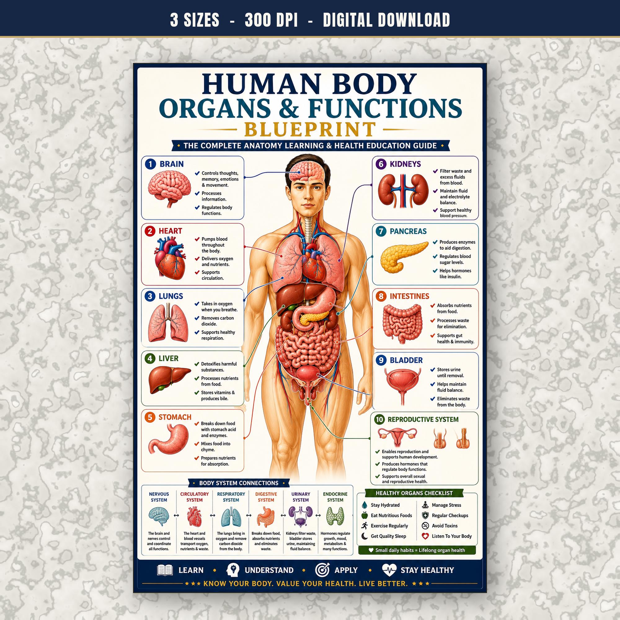 Human Body Organs & Functions Poster, Printable Anatomy Chart, Biology ...