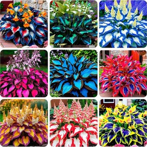 May include: A collage of nine distinct hosta plant varieties, each featuring vibrant, multi-colored foliage with patterns of orange, blue, white, pink, red, yellow, and purple, accompanied by tall, upright flower spikes in various shades.