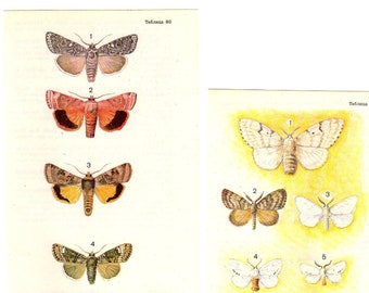 Antique Prints, SET OF TWO European Butterfly Moth Insect Prints 1958 wall art vintage color lithograph illustration natural science charts
