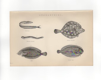 1888 ANAGANTHINI FISH - Flounder, Sole Engraving Print 131 Year Old Natural History Ocean Sea Fishing Print