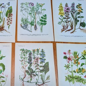 Vintage WALL ART SET of Six, 6 European Botanical Plant prints 1950s