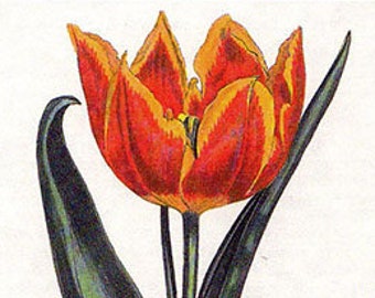 Vintage TULIPA SUAVEOLENS Botanical Print 8 - Antique Flowers plant print botanical lithograph bookplate wall art print flower plant