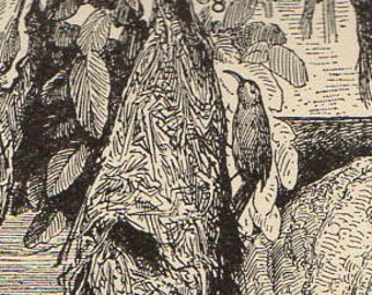 Vintage Bird Print Natural History Antique Illustration Bird | Etsy