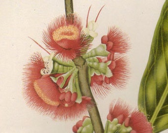 Vintage XLlarge ROSE APPLE BLOSSOMS Botanical Print 126 Antique Flower print, bookplate art print, flowers flower wall print wall art