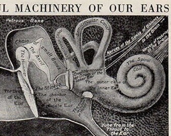 1920 Antique Human Anatomy Print, Ears Ear print