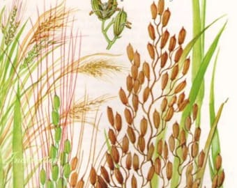 Botanical RICE GRAIN Print edible plants kitchen vintage decor wall art garden illustration 9