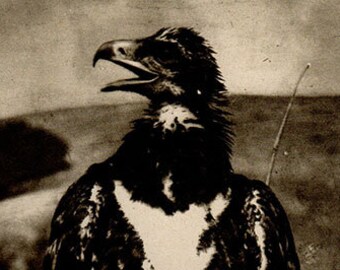 Vintage 1911 GOLDEN EAGLE print Antique photogravure print, animal print, b/w bookplate art print, nature wall print, wall art