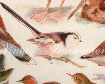 Vintage Antique 1930s Bird bookplate original lithograph art print illustration 3023