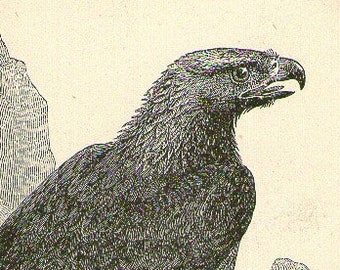 1871 ANTIQUE Eagle Art Print, Engraving, bird birds 1800s print plate 44