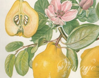 Vintage Botanical Print Antique QUINCE blossoms 63, plant print botanical print, bookplate art print, apple fruit plants plant wall print