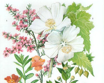 Vintage botanischen Drucken Antik Blumen, Pflanze Drucken botanische Druck, Exlibris 103 Kunst Druck, rosa weiß Pflanzen Pflanze Wand