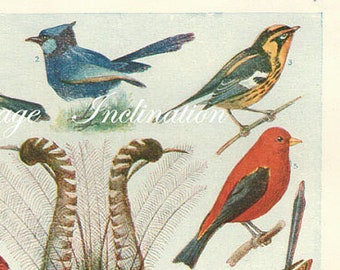 Vintage Antique 1930s Bird bookplate original lithograph art print illustration 3143