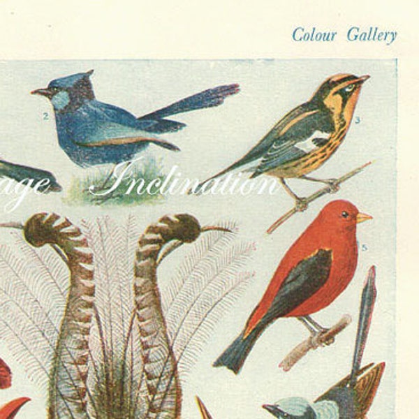 Vintage Antique 1930s Bird bookplate original lithograph art print illustration 3143