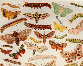 190s BRITISH MOTHS & Their CATERPILLARS, vintage butterfly insect print antique bookplate