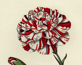 Vintage Botanical Print Antique Dianthus Caryophyllus 89, plant print botanical print bookplate art print, plants plant wall print wall art