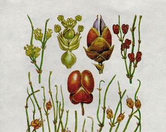 Antique European Wild Herb Flower Plant Print 29, Botanical Print, pretty 1962 Colour Print, wildflowers herbal Lithograph