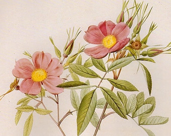 Vintage XLARGE HUDSON'S ROSE Botanical Print 84 Antique Flower print, bookplate art print, flowers flower wall print wall art