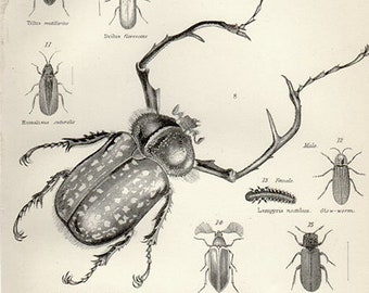 Antique print BEETLES 2 Insects 1888 b/w decor