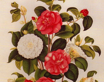 Vintage XLARGE CAMELIA JAPONICA Botanical Print 88 Antique Flower print, bookplate art print, flowers flower wall print wall art