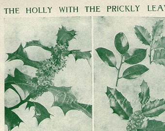 Vintage Botanical Print Antique HOLLY TREE LEAVES, plant photogravure print botanical print, bookplate art christmas plants plant wall