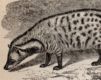 Antique Print, 1871 CIVET CAT, Engraving, beautiful wall art vintage engraved b/w illustration animals 30