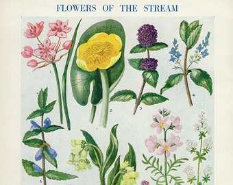 Vintage Antique 1930s Flowers botanical bookplate original floral lithograph art print illustration 6129 6130