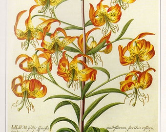 Vintage XLARGE SWAMP LILLY Botanical Print 28 Antique Flower print botanical print, bookplate art print, flowers flower wall print wall art