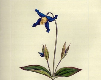 Vintage Botanical Print Antique Clematis Flowers, 9 blue plant print botanical lithograph print bookplate wall art print flower plants
