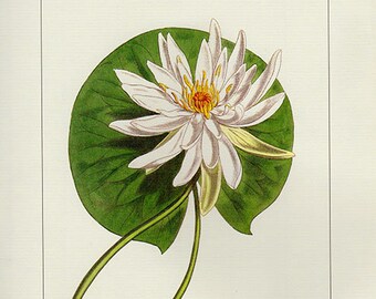 Vintage Botanical Print Antique lNymphaea Odorata 97, plant print botanical print bookplate art print, plants plant wall print wall art