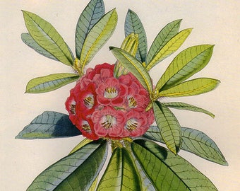 Vintage XLlarge BRISTLY RHODODENDRON Botanical Print 114 Antique Flower print, bookplate art print, flowers flower wall print wall art