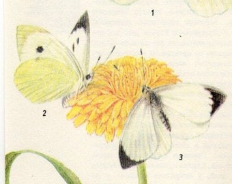 European Vintage Botanical Print 52 - Plants with Butterflies Vintage Print - Vintage Flower Print