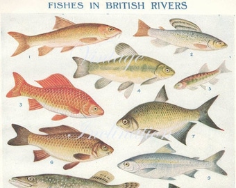 1930s Antique lithographs of River and Sea colored fish sea life 90 years old bookplates, print