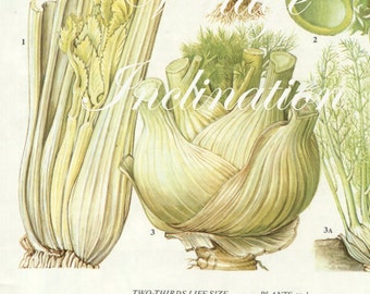 Vintage Vegetable CELERY FENNEL kitchen decor wall hanging botanical illustration vintage art print 149