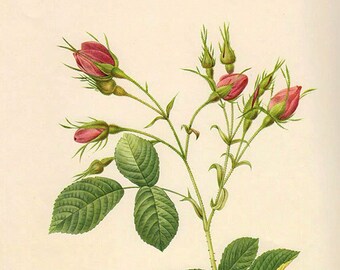 LARGE Vintage Botanical Print Antique REDOUTE ROSA Euratina, plant print botanical print, bookplate art print, plants wall