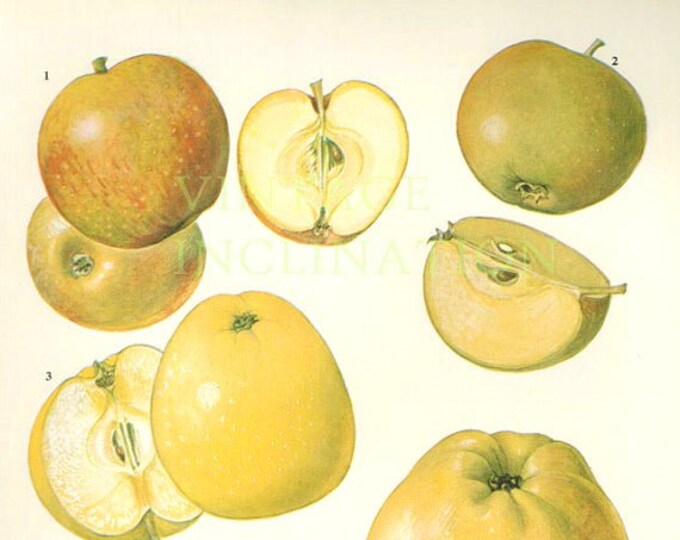 Vintage Botanical Print Antique APPLE VARIETIES Plant Print Etsy
