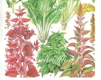 Vintage Vegetable SPINACH RED BEET kitchen decor wall hanging botanical illustration vintage art print 161