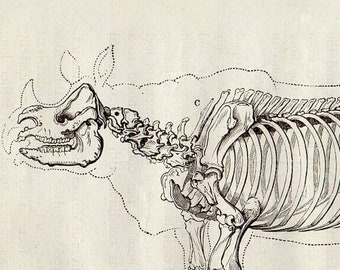 1888 RHINOCEROS Antique Miniature Animal Anatomy Print