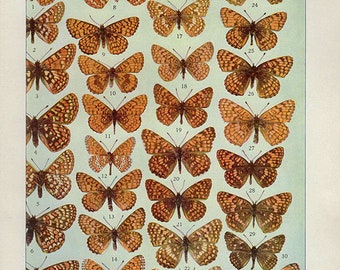 1930 Butterfly Print, PLATE LVIII Vintage Antique Book Plate prints, 12 butterflies insects nature art illustrations