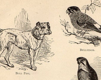 Antique Print, Birds and dog, Engraving, beautiful wall art vintage engraved b/w illustration animals 22