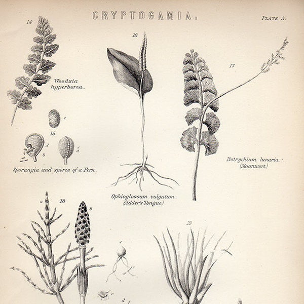 1890 Antique Botanical Print, CRYPTOGAMIA PLATE 3, Plant biology science illustration, FERN b/w plants botany engraving